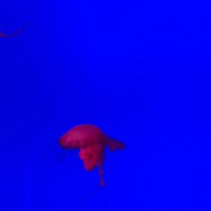 Meet your Posher, Donald